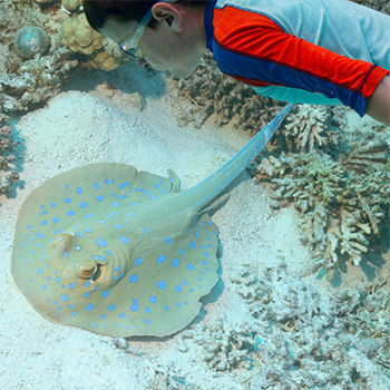 swim with stingrays in Florida