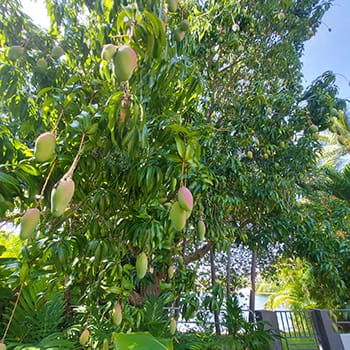 Valencia Mango tree in June