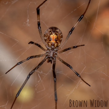 Brown widow spider