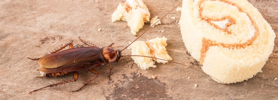 Cockroaches in Florida eating food left on a countertop