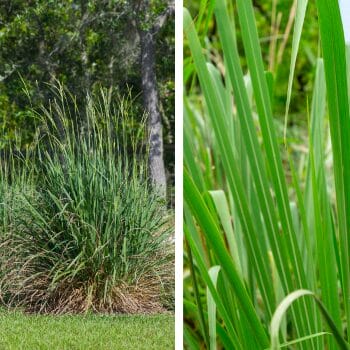 Florida native fakahatchee grass