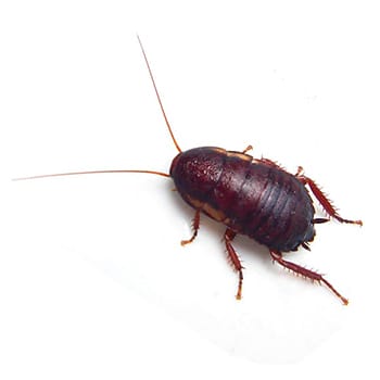 Florida woods cockroach