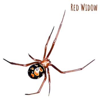 Red widow spider