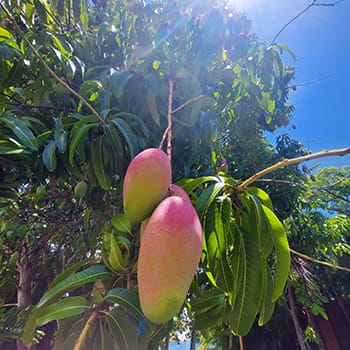 Valencia Pride mango season