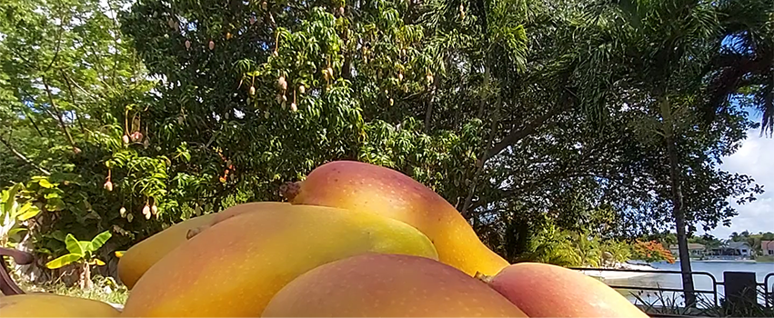 Valencia Pride mango tree and mangoes