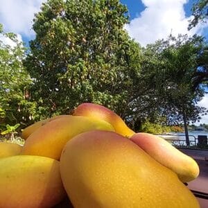 Valencia Pride mango tree and mangoes