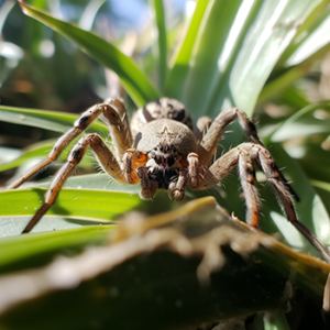 Wolf spider in a Florida backyard