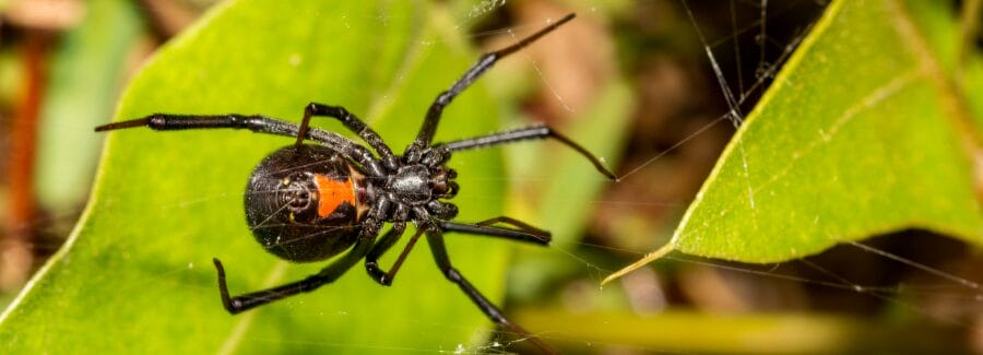 Black widow spider on a web in Florida