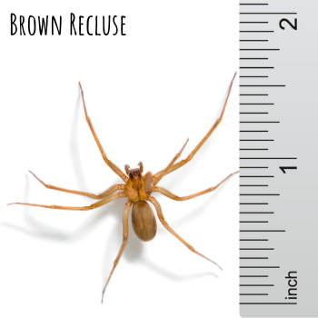 brown recluse spider size