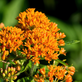 Native Florida milkweed plants - Butterfly Milkweed (Asclepias tuberosa)