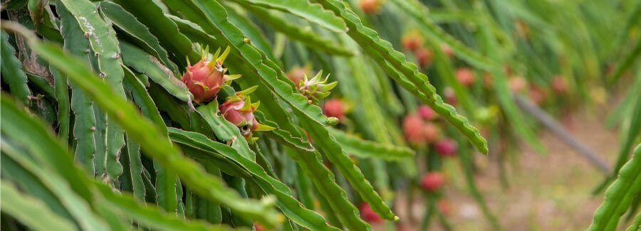 dragon fruit season in Florida