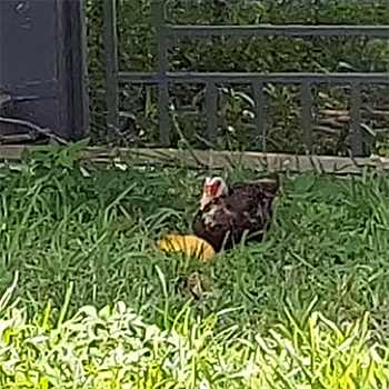 duck eating a Valencia Pride mango