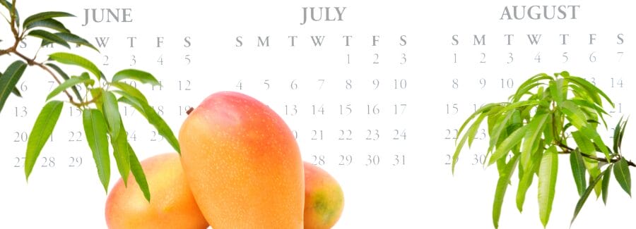 Valencia Pride mango peak harvest season calendar