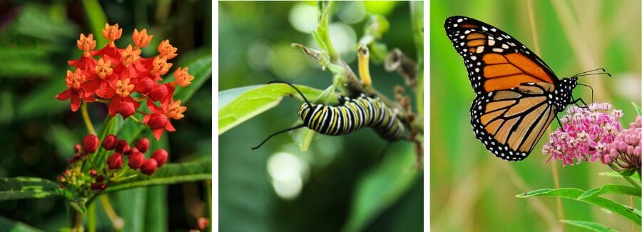 native Florida milkweed monarch butterfly life cycle