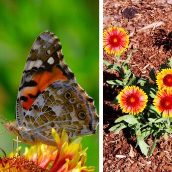 blanketflower native Florida plant for butterflies