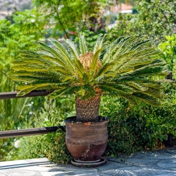 sago palm in a container on a balcony