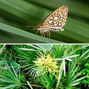 Saw Palmetto and Skipper butterfly