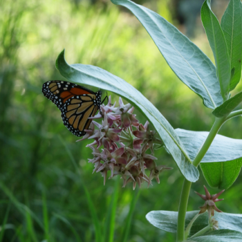 Showy milkweed and monarch butterfly native to Florida