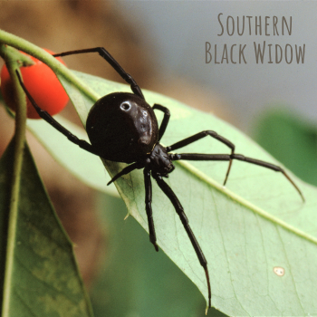 Southern black widow spider on a leaf