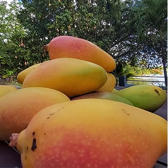 Valencia Pride mango harvest in late June