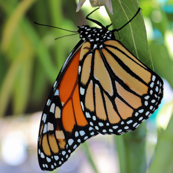 monarch butterfly on milkweed