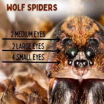 Wolf spiders can be identified by their unique 8 eye pattern