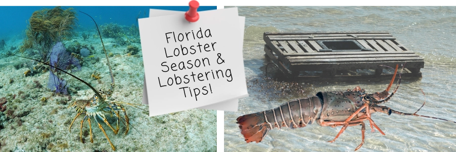 Florida Lobster Season for Beginners plus Lobstering Tips