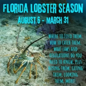 Florida Lobster Season and Lobstering Tips for Beginners