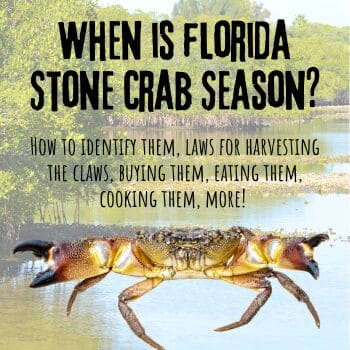 Tips on Florida Stone Crab Season