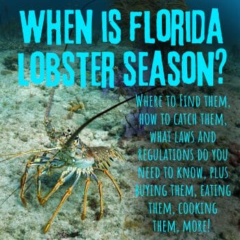 Tips on Florida Lobster Season