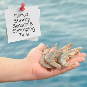 Florida shrimp season and shrimping tips