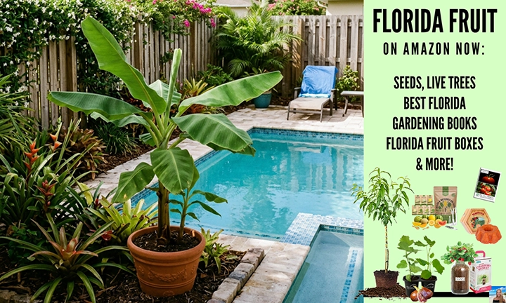 Florida Fruit to Grow at Home on Amazon Now