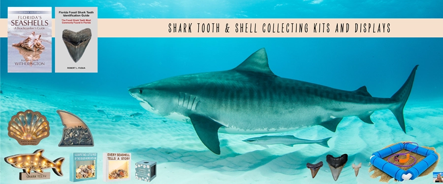 Shark tooth and shell collecting kits and displays