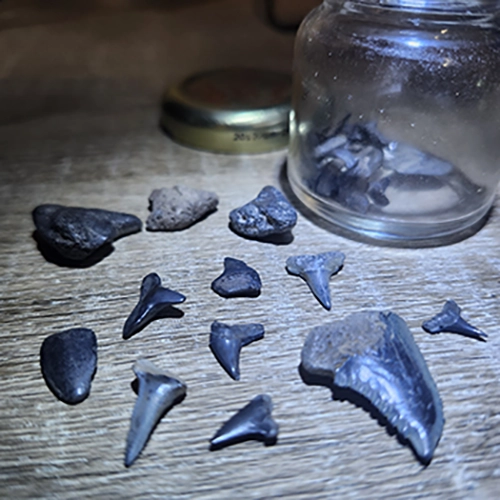 Shark Tooth Fossils found on the Peace River - Florida Balm
