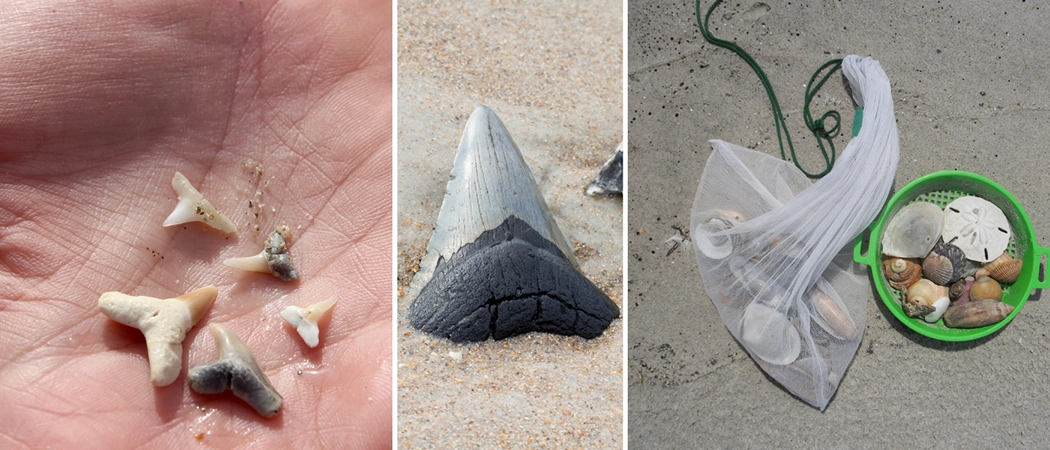 shark tooth hunting in Florida