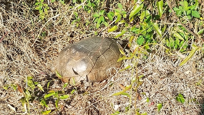 Gopher tortoise found at Koreshan State Park in Estero Florida