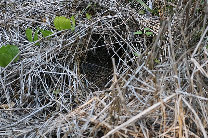 ground hole for a burrowing animal in Florida